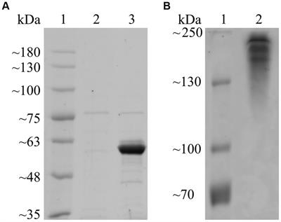 Biochemical characterization of Fsa16295Glu from “Fervidibacter sacchari,” the first hyperthermophilic GH50 with β-1,3-endoglucanase activity and founding member of the subfamily GH50_3